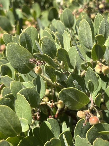 iNaturalist observation photo of Eastwood's Manzanita