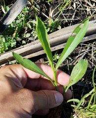 Asteroideae