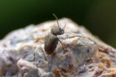 Lasioderma haemorrhoidale