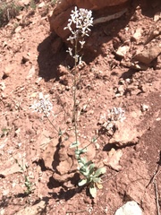 Thelypodiopsis elegans