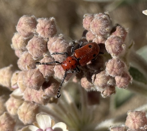 iNaturalist observation photo of Tetraopes basalis