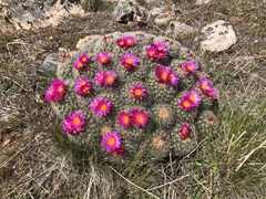 Pediocactus nigrispinus