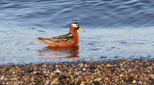 Red Phalarope