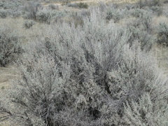 Artemisia tridentata tridentata