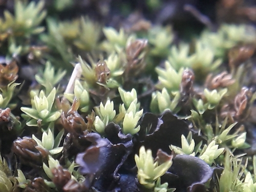 Chrysoblastella chilensis observed 2026-06-11