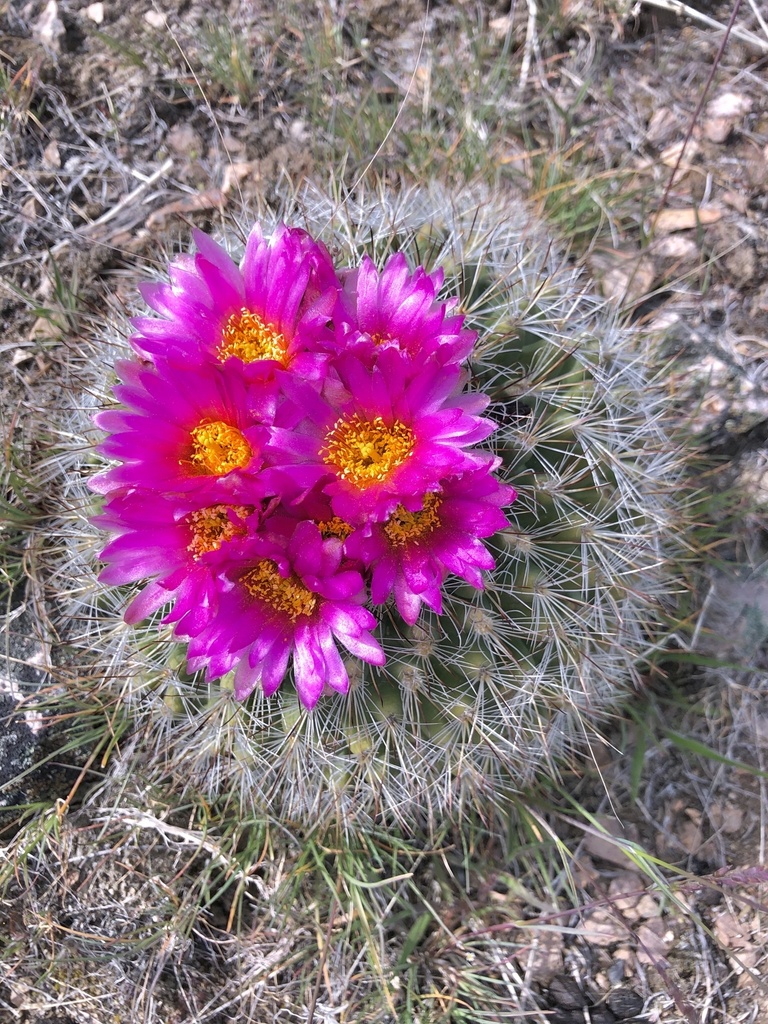 Columbia Plateau Cactus