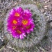 Columbia Plateau Cactus - Photo (c) Cam Fortin, some rights reserved (CC BY-NC), uploaded by Cam Fortin