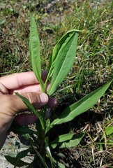Asteroideae