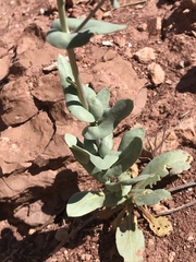 Thelypodiopsis elegans
