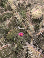 Pediocactus nigrispinus