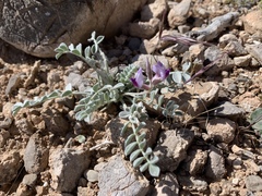 Astragalus mohavensis