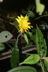 Aphelandra chamissoniana