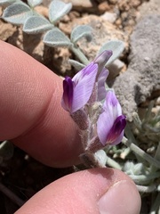 Astragalus mohavensis