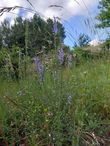 Daisy-leaved Toadflax