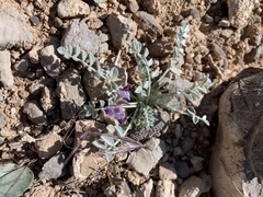 Astragalus mohavensis