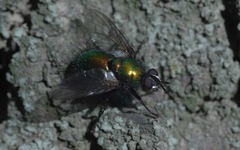 Gymnocheta viridis