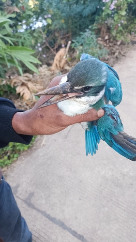 Collared Kingfisher