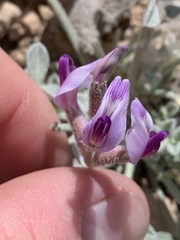 Astragalus mohavensis