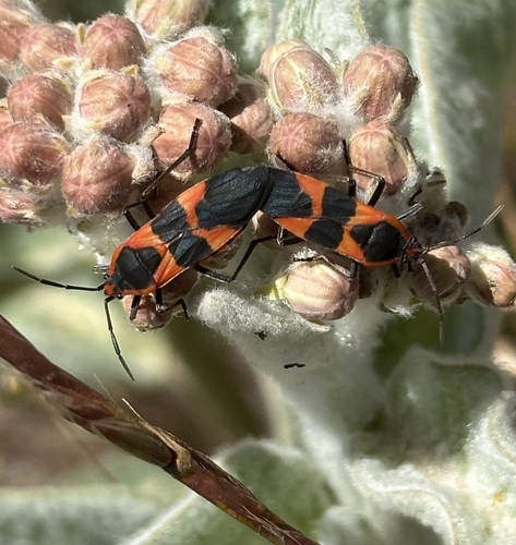 iNaturalist observation photo of Large Milkweed Bug