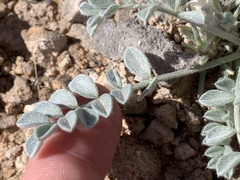 Astragalus mohavensis