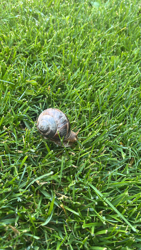 Turkish Snail