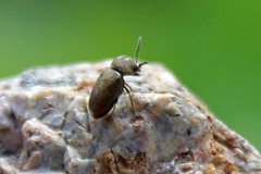 Lasioderma haemorrhoidale