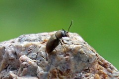 Lasioderma haemorrhoidale