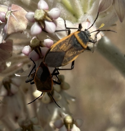 iNaturalist observation photo of California Bordered Plant Bug