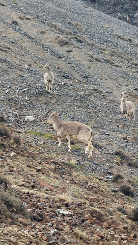 Bharal