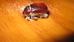 Pericoptus truncatus