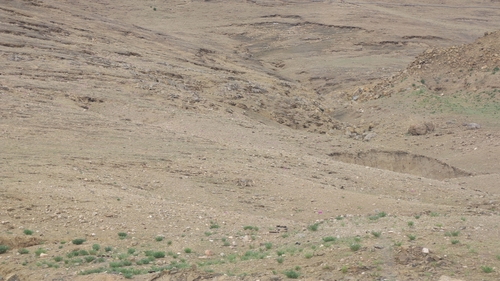 Tibetan Fox