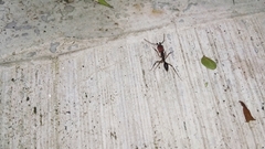 Odontomachus erythrocephalus