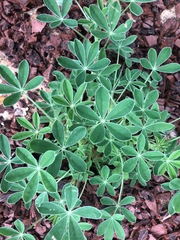 Lupinus texensis