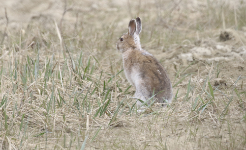 Alaskan Hare observed by mkdwoodruff
