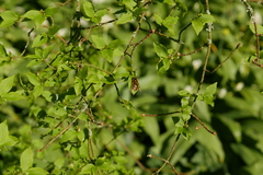 Epistrophe nitidicollis