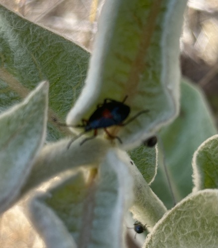 iNaturalist observation photo of Largus