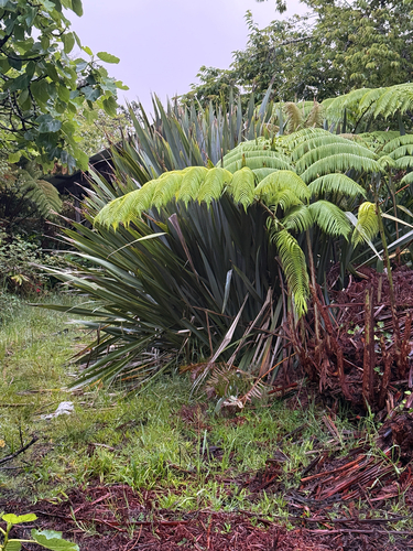Phormium tenax observed 2026-06-10