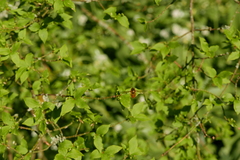 Epistrophe nitidicollis