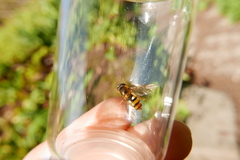 Epistrophe nitidicollis