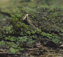 Micarea prasina
