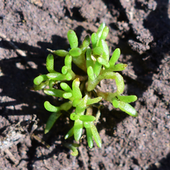 Castilleja victoriae