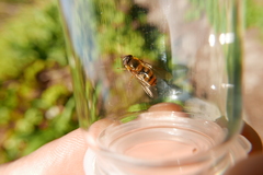 Epistrophe nitidicollis