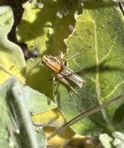 iNaturalist observation photo of Ball's Little Shieldback