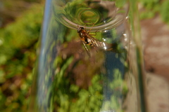 Epistrophe nitidicollis