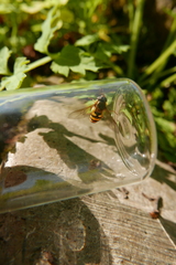 Epistrophe nitidicollis