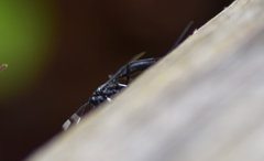 Echthrus niger