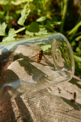 Epistrophe nitidicollis