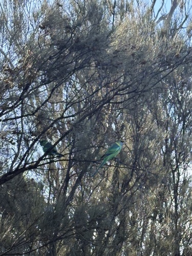 Australian Ringneck