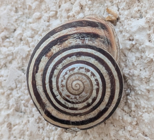 Chocolate-band Snail