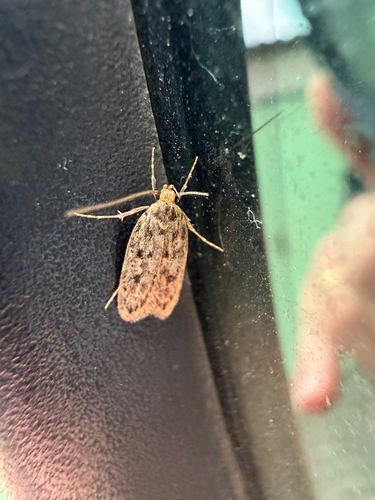 Brown House Moth